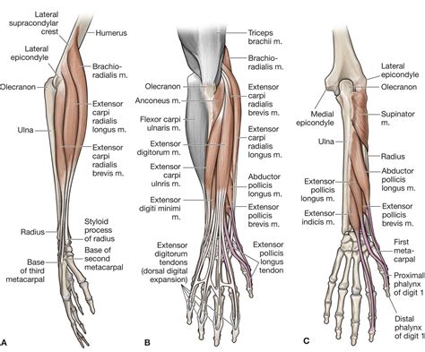 Tendons In Wrist And Forearm