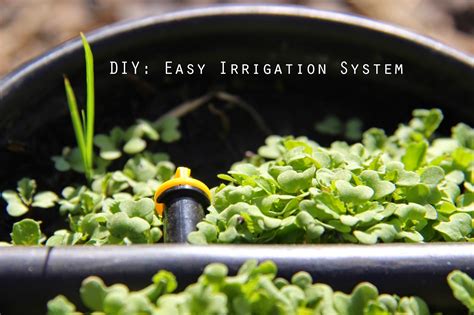 My First Garden Diy Easy And Inexpensively A Drip