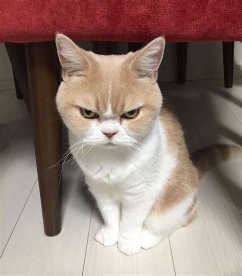 12 Pictures Of The Worlds Angriest Cats Ever We Love Cats And Kittens