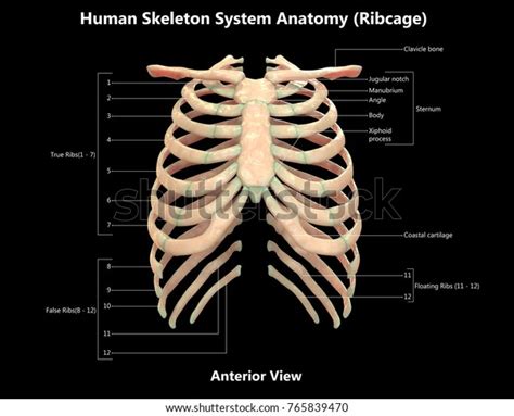 The thoracic cage (rib cage) is the skeleton of the thoracic wall. 3d Illustration Human Skeleton System Rib Stock ...