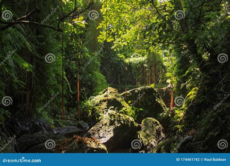 Dense Equatorial Vegetation With Tropical Rainforest Trees And Red