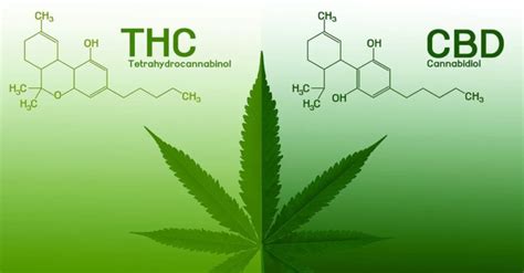 What Is The Difference Between Cbd And Thc Green Poison