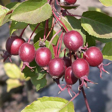 Malus Red Obelisk Houtmeyers Plantencentrum En Boomkwekerij Laakdal