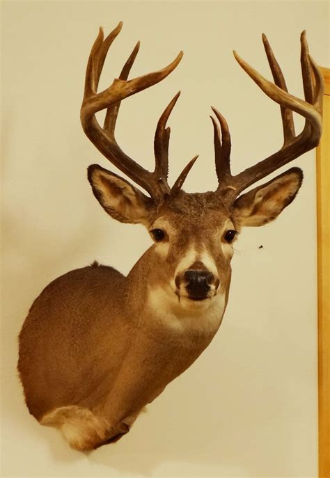 Whitetail Deer Shoulder Mount 8x8 Non Typical