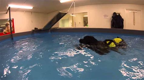 Portuguese Water Dogs Having Fun Swimming Youtube