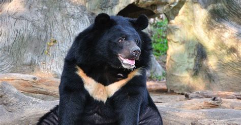 Asiatic Black Bear Meaningkosh
