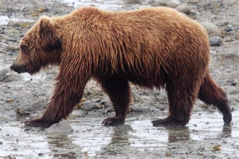 Brown Bear Side View Brown Bear Bear Photos Bear