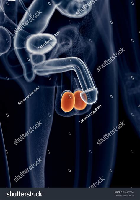 Medically Accurate Illustration Testicles Stock Illustration 298975574 Shutterstock
