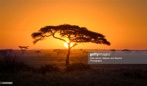 Beautiful Acacia Tree And Sunrise At The Serengeti National Park