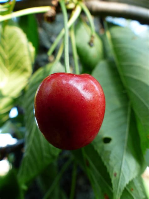 Gambar Apel Cabang Menanam Bunga Musim Panas Makanan Merah