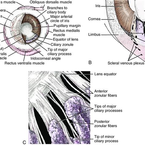 Posterior Aspect Of Ciliary Body Ciliary Zonule And Lens Download