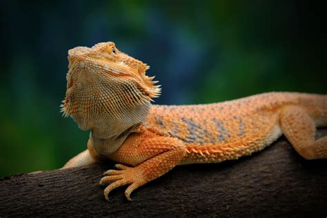 Blood In Your Bearded Dragons Poop What To Do Now Reptile Craze