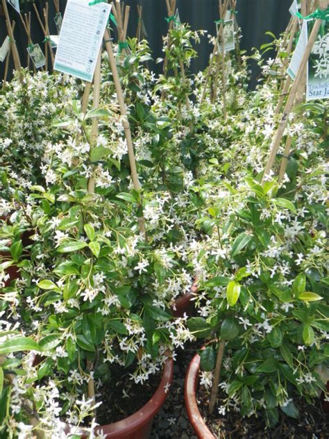 Chinese Star Jasmine Landsdale Plants