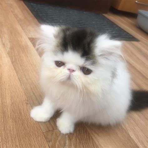 Adorable Mini Persian Kittens Montgomery For Sale Montgomery Pets Cats