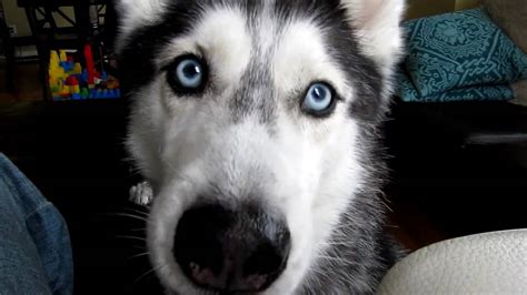 Mishka The Talking Husky Loves To Eat Cheese Youtube