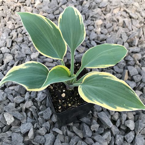 Hosta First Frost Plantain Lily 35 Pot Little Prince To Go