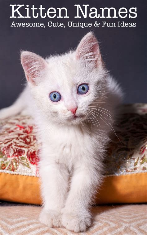 Kitten Names Adorable Awesome And Unusual Ideas For Naming Your Cat