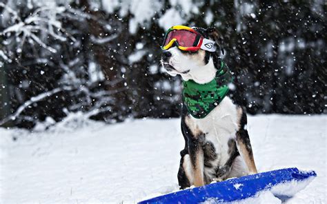 Dog Snow Winter Sled Glasses Humor Funny Wallpaper 1920x1200 649219 Wallpaperup