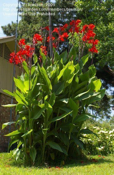 Plantfiles Pictures Canna Canna Lily Giant Red Canna X Generalis