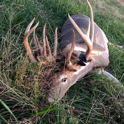 The Biggest Antlered Does Youve Ever Seen—including A 200 Incher