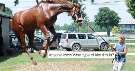 Saddle Up These Hysterical Horse Jokes Are Buck Wild 30 Photos