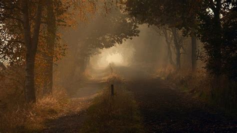 1080p Free Download Path Through Foggy Forest Paths Dark Nature