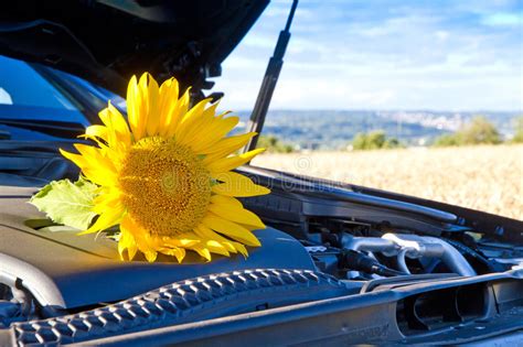 Yellow Sunflower On A Motor Stock Photo Image Of Driving Fields