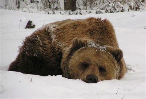 Почему медведь сосет лапу и спит зимой