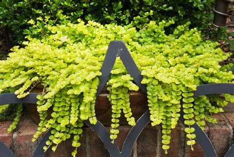 Creeping Jenny To Create Lush Container Gardens 2022