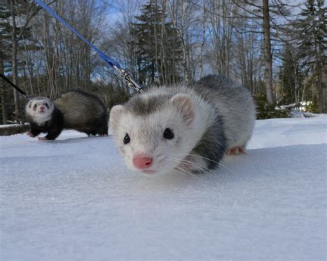 Snow Weasels Flickr Photo Sharing