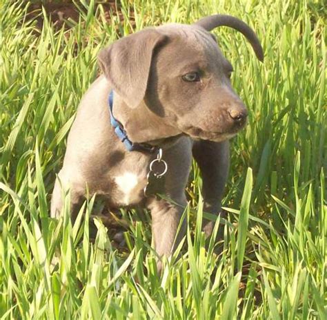 Blue Lacy My Dog Breeders Part 37