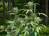Growing One Marijuana Plant Images