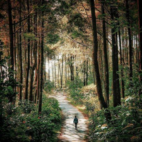 Hutan Pinus Girimulyo | Wisata Rakyat | Lokasi | Rute | Harga Tiket