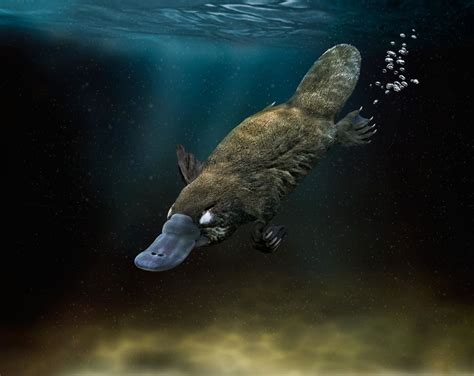 The Platypus Ornithorhynchus Anatinus Is Native To Riverine Regions