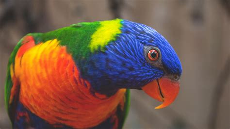 Download Wallpaper 1920x1080 Rainbow Lorikeet Parrot Bird Colorful