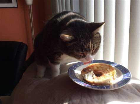 You Didnt Want That Bagel Did You Duncan Asked Helpfully Cats