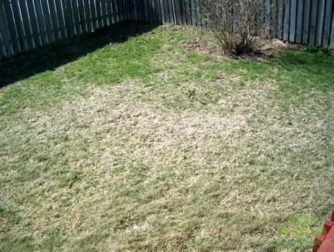 White Grubs In Your Lawn How To Fix Lawn Damage From Grubs Lawnsavers