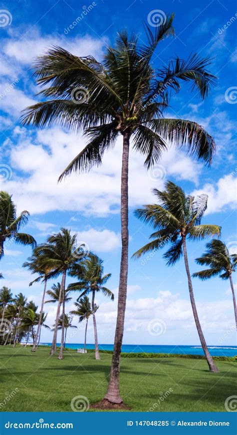 Healthy Palm Trees In Front Of The Atlantic Ocean Stock Image Image