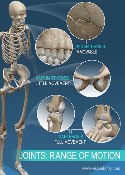 Learn Skeleton Anatomy Joints And Ligaments Joints Anatomy Anatomy