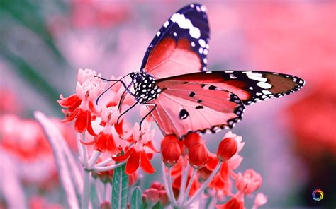 Butterfly Pc Wallpapers Wallpaper Cave