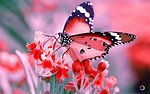 Butterfly PC Wallpapers - Wallpaper Cave