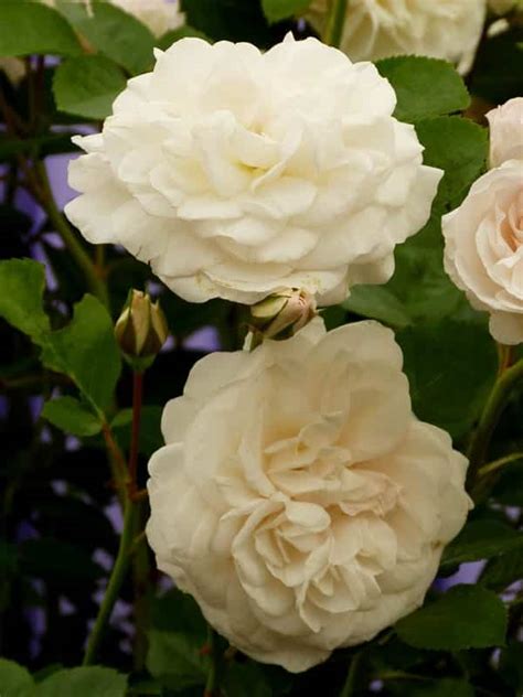 The 14 Best Pure And Beautiful White Rose Varieties