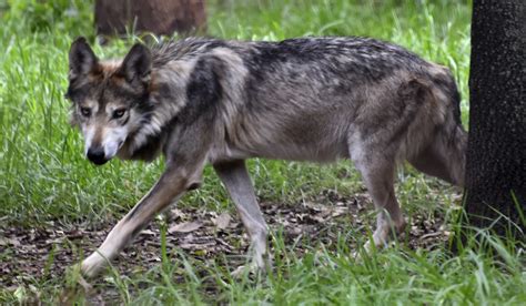 Mexican Wolf Escapes Upon Arrival At Colorado Wildlife Center From San