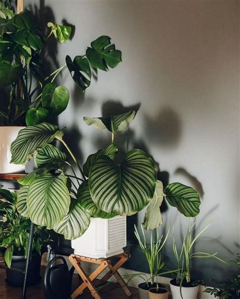 Rubber plants have dark green leaves with a thick leathery texture. Elegant Plant Stand for Indoor Houseplant Decor Ideas in ...