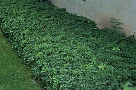 View Topic Spreading Ground Cover Evergreen Ground Cover Plants