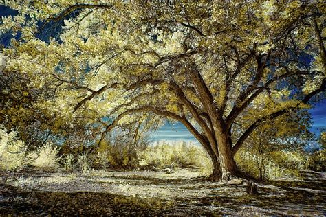 Fall Beauty In The Bosque Photograph By Michael Mckenney Fine Art America