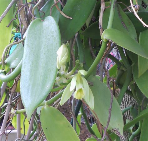 A Kitchen Garden in Kihei Maui: Growing Vanilla Beans