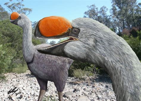 Massive 600kg Dromornis Extinct Bird Had Large Skull With Very Little