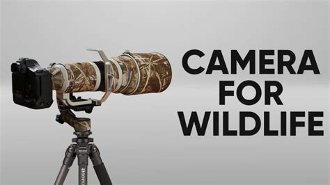 6 Best 4k Video Cameras For Wildlife 2023 Guide And Reviews Bestoflens