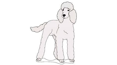 Https://tommynaija.com/draw/how To Draw A Poodle Head